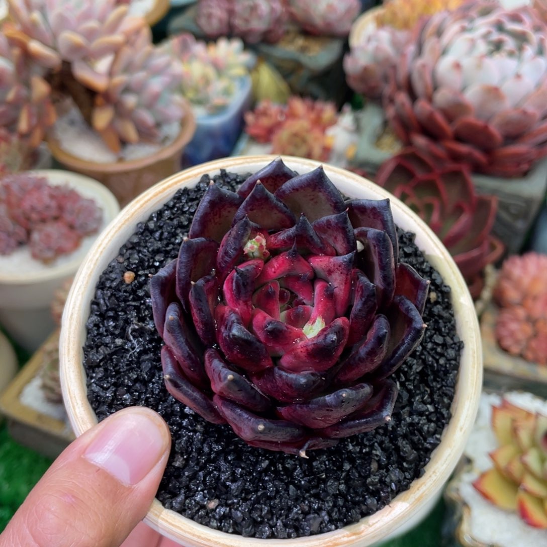 多肉植物盆栽多肉