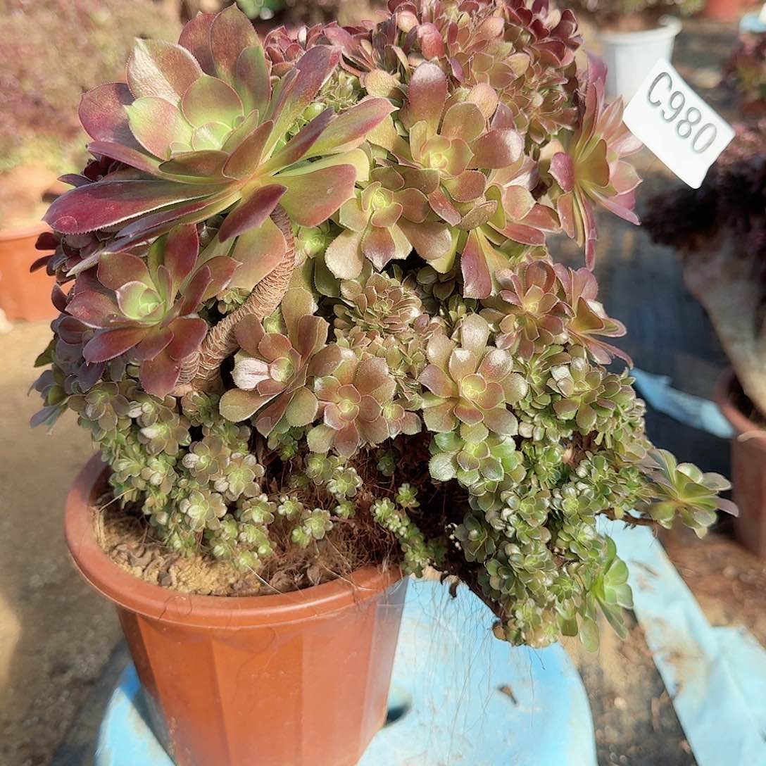 980玫瑰朵朵有伤一颗呀呀