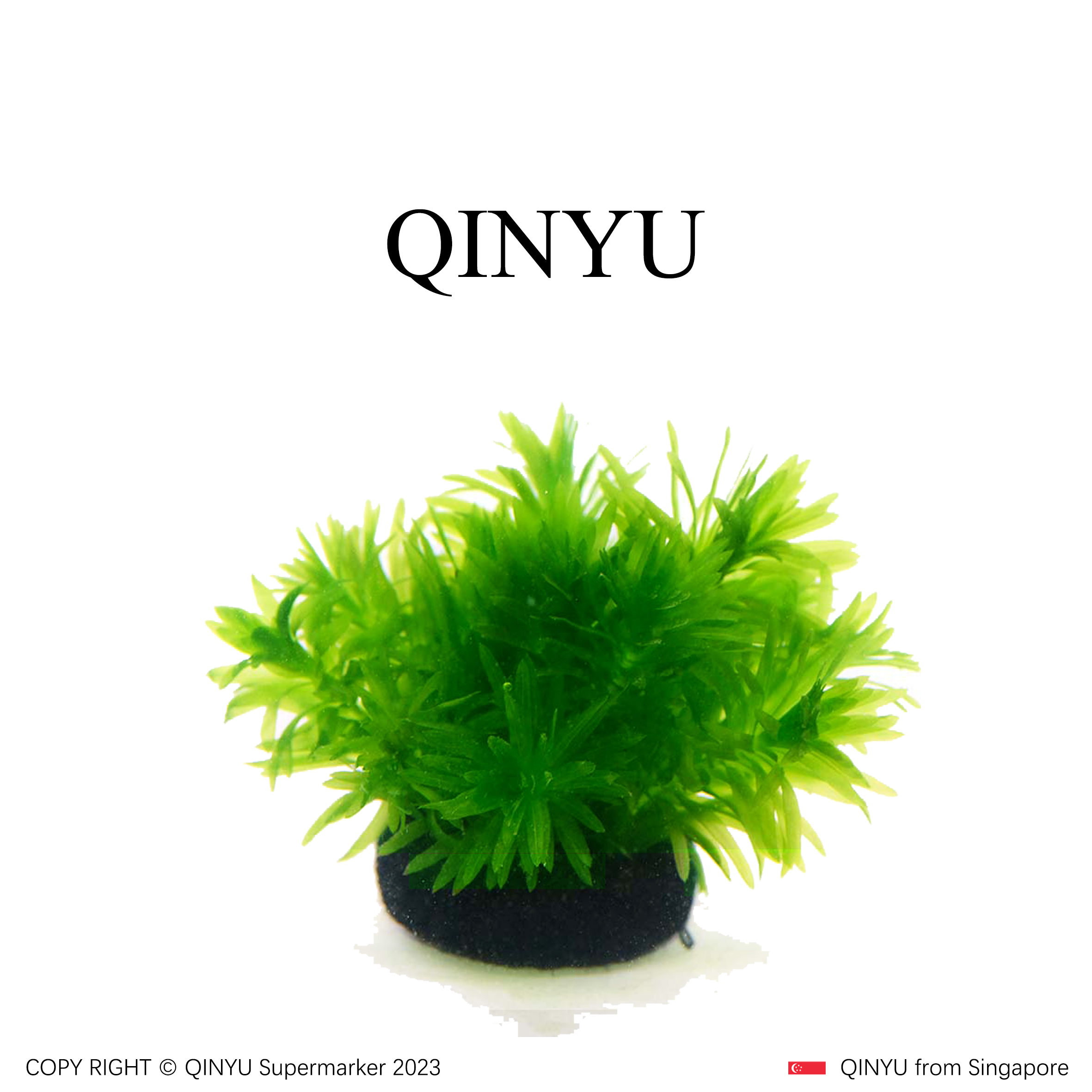 【直播福利】蜈蚣草坨草 新手懒人水草 无需底沙入缸成景