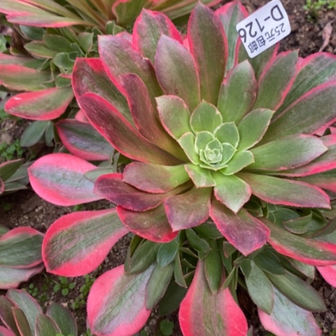 126女妖满25包邮多肉