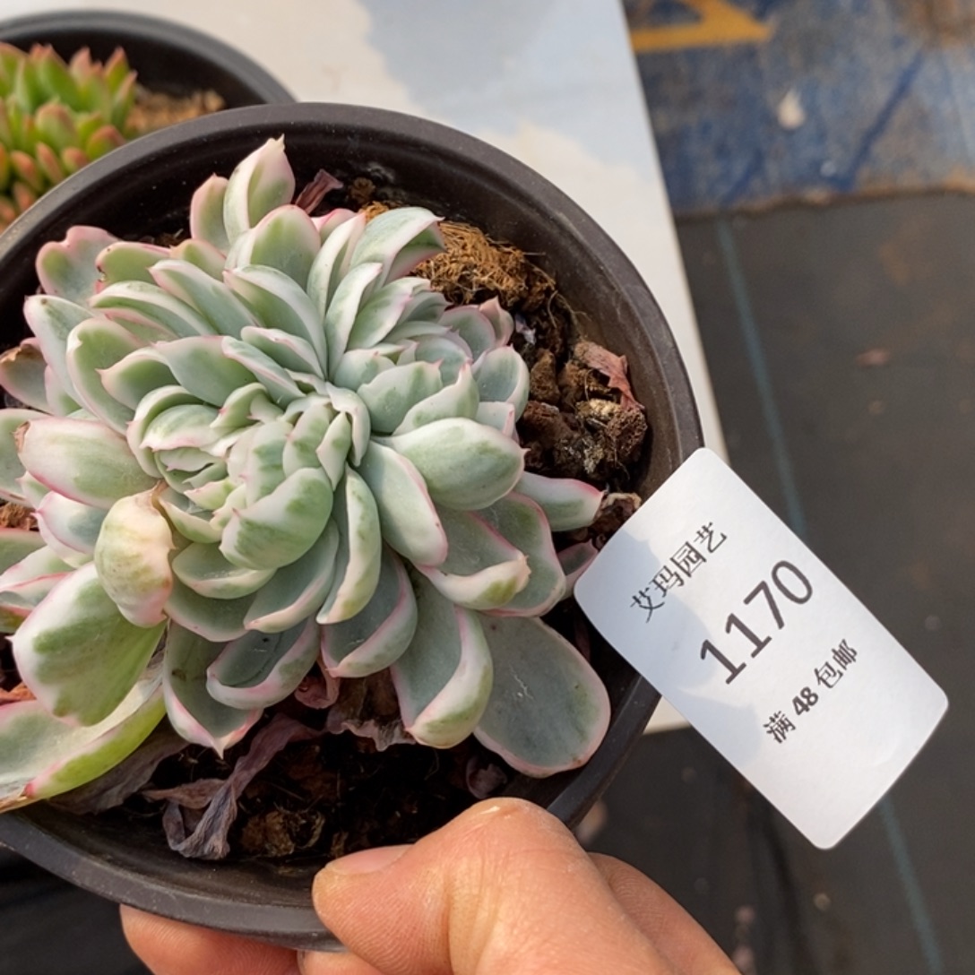 ****猬伯克利锦缀化多肉多肉1170