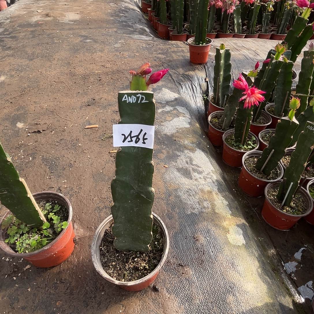 完全开放2565AN072复色..