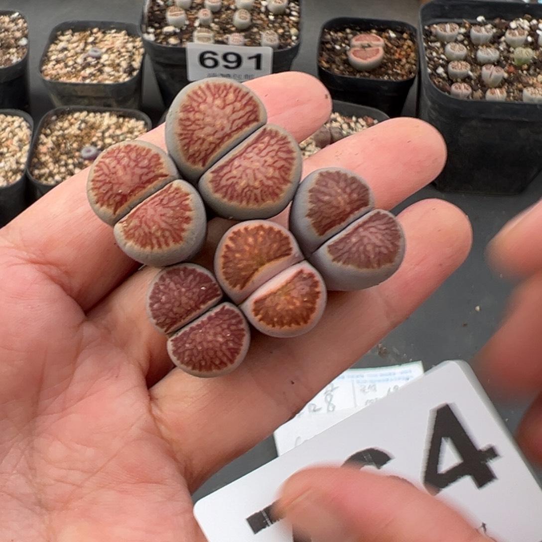 10.10好看的多肉脱土发货964