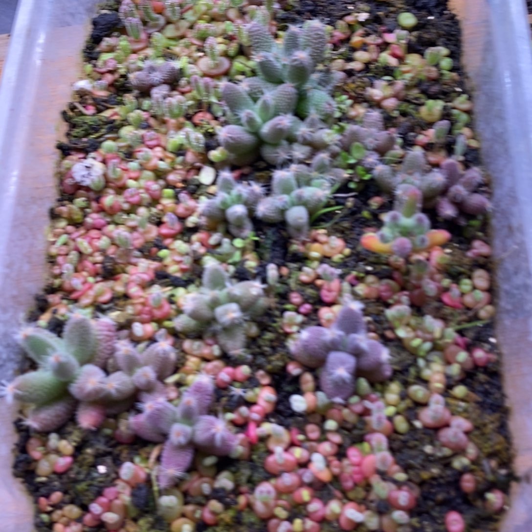 自***丶982混合切糕。     