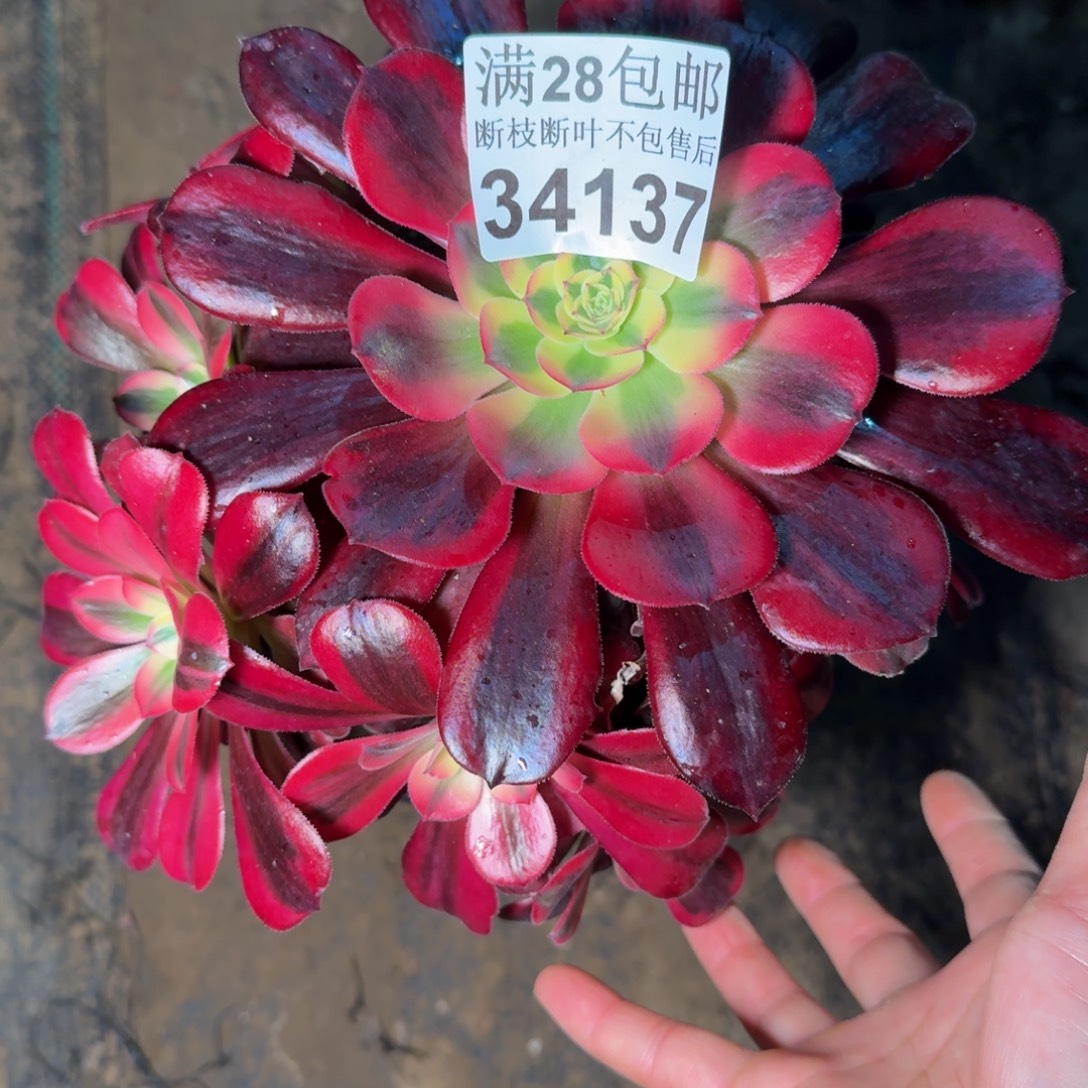 34137美杜莎多肉植物