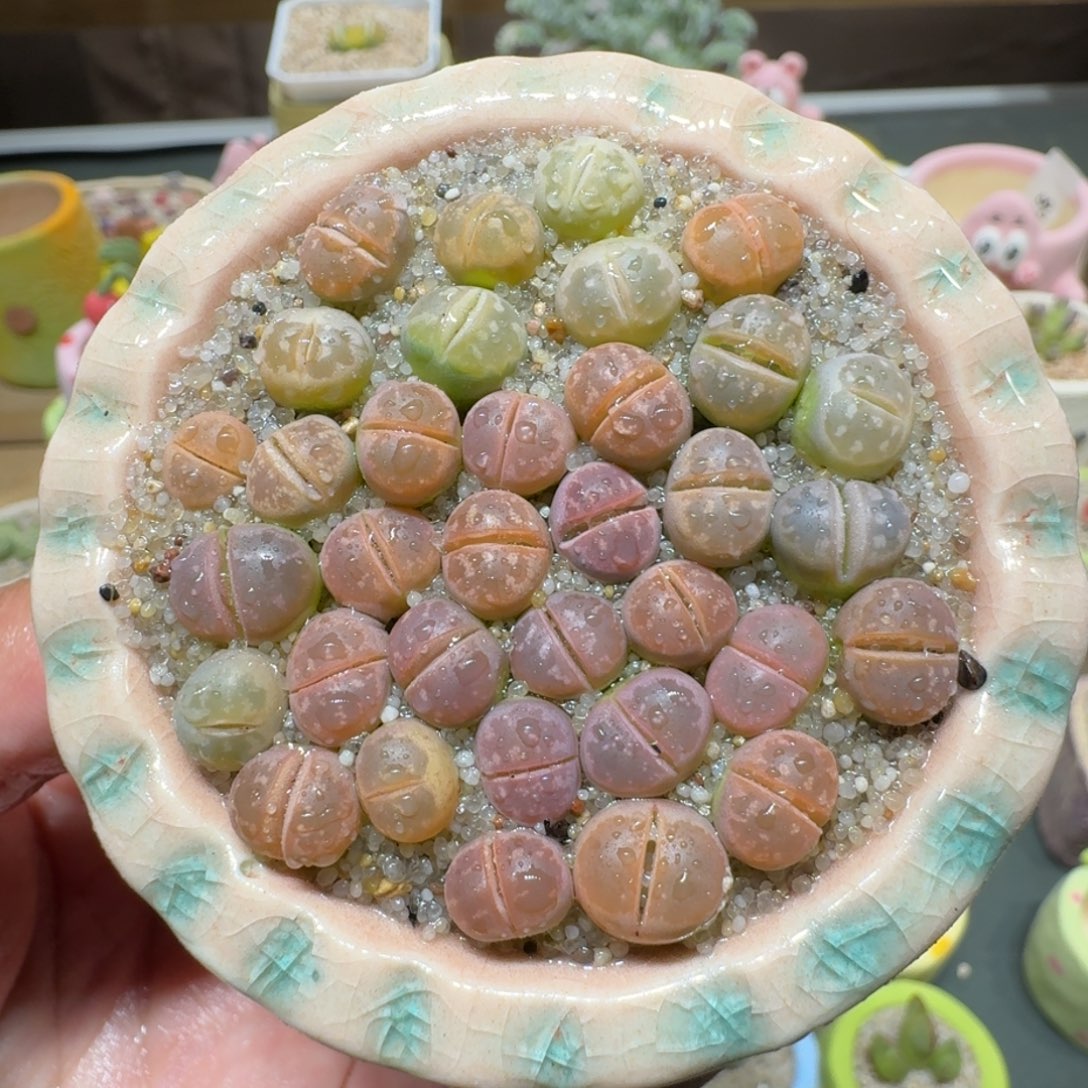 红陶蘑菇205橄榄