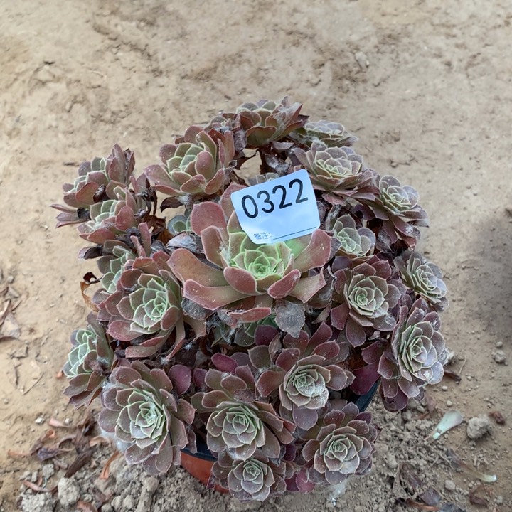 0322荷兰玫瑰手棚4号北头