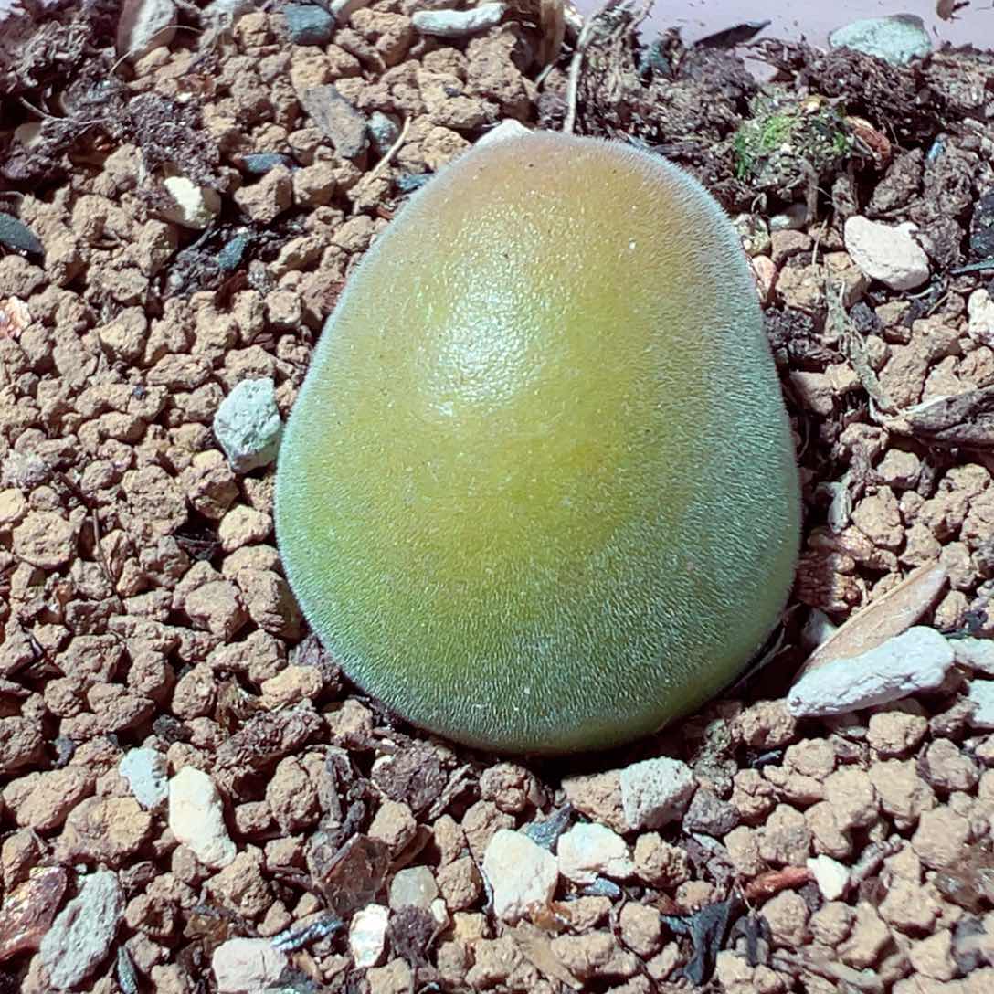 311-355多肉宝辉玉1.8cm矮墩