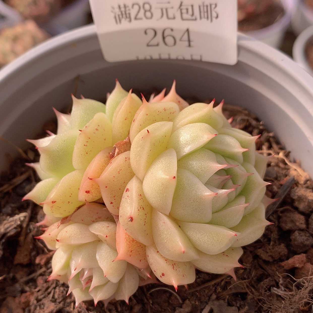 【闪购商品】云264号麦秆