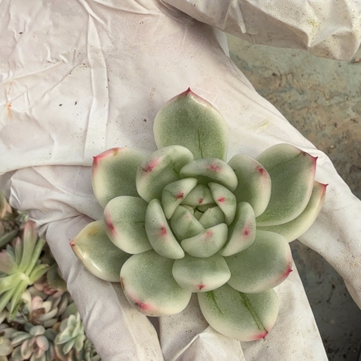 东云杂交锦多肉植物