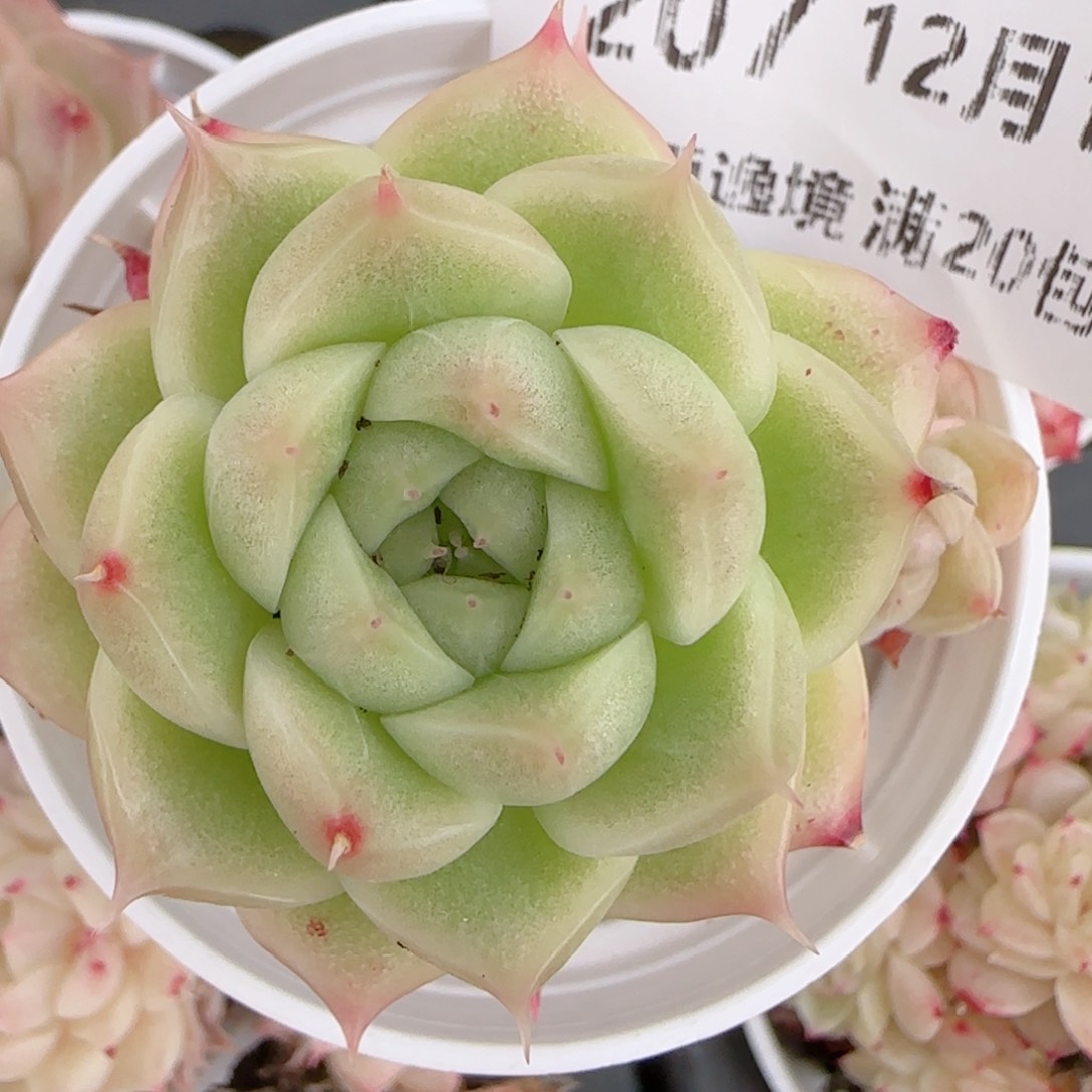 幸***.花语多肉1212-207散