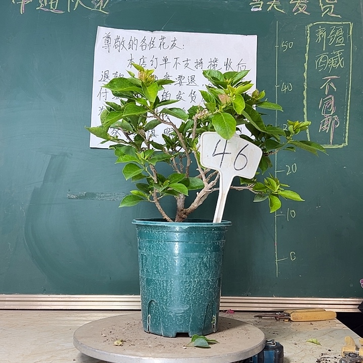 当前无花栽培后可以开花粉天使 原生小树头46