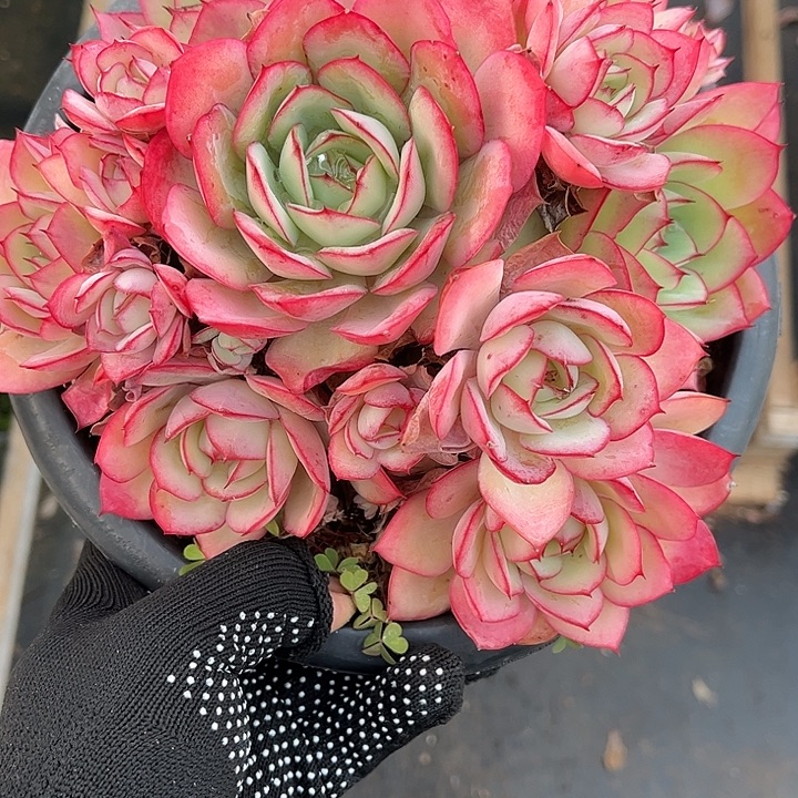 多肉植物一物一拍