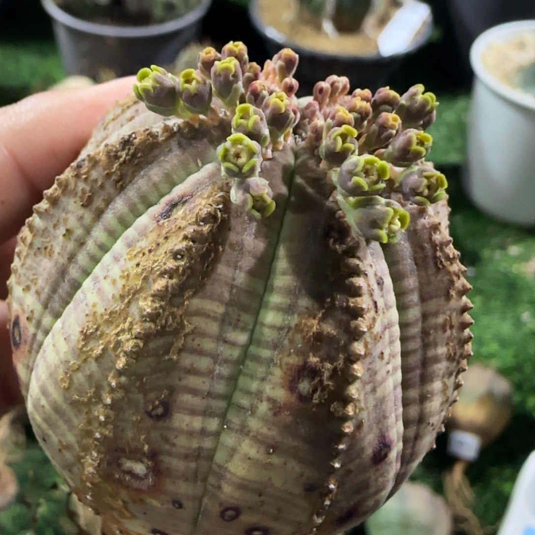 80实生 布纹球111