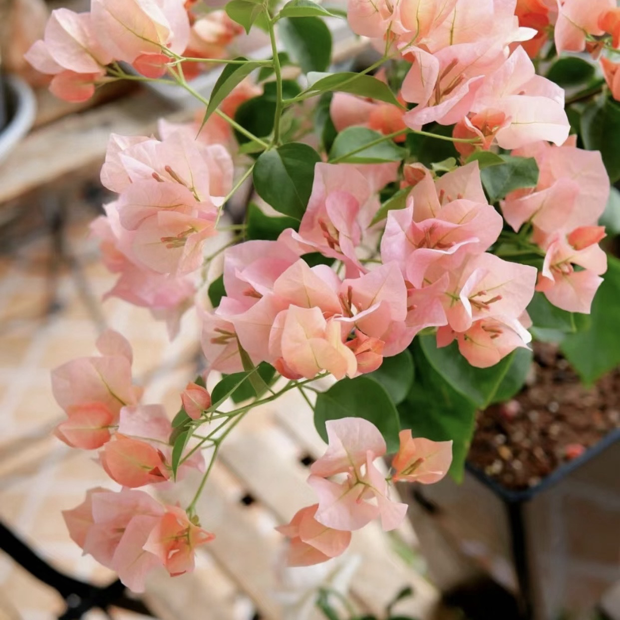 三角梅不甜西瓜四季开花勤花爆花机器