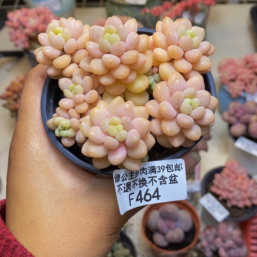 464洛可可多肉7c m