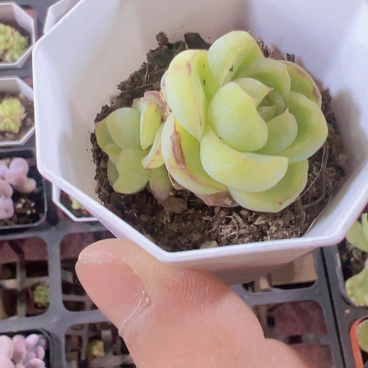 胖虎精品多肉植物大战