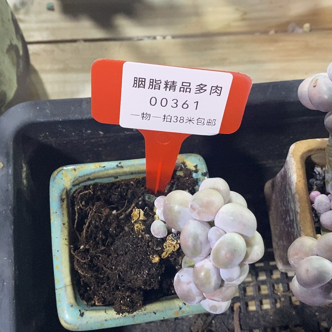 00361阿拉苏伟本尊分小雨