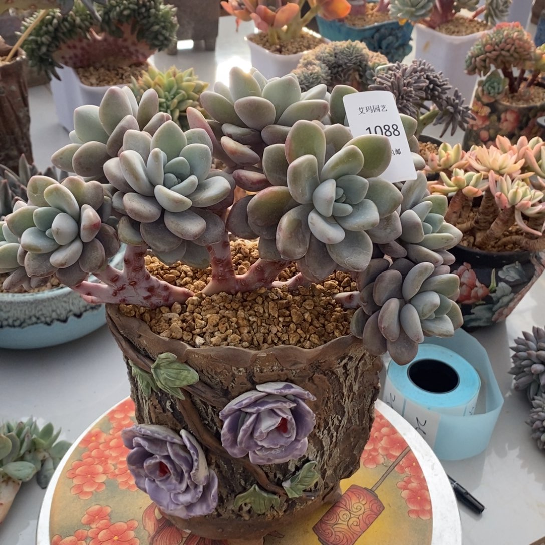 奥橙朵朵多肉多肉088