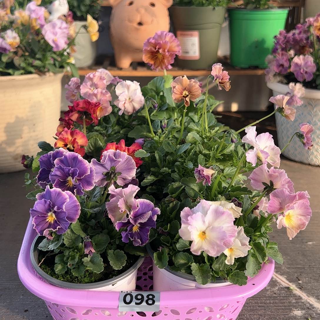 【闪购商品】098号