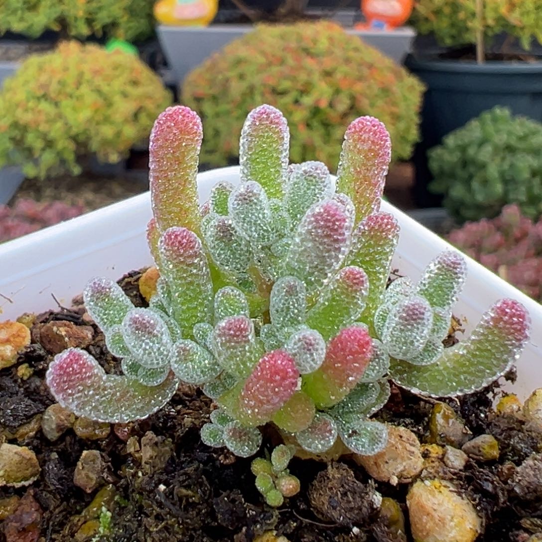 dy5775实生粉冰晶冠幅3.3cm