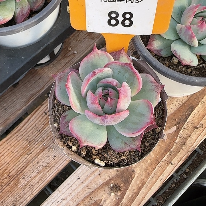 Ⅰ***瑶88 惊鸿仙子多肉植物6-9cm