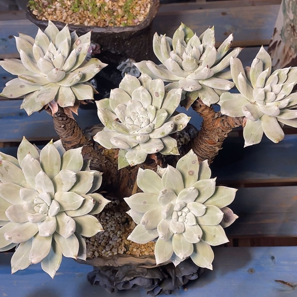 【闪购商品】大老庄帕翠莎