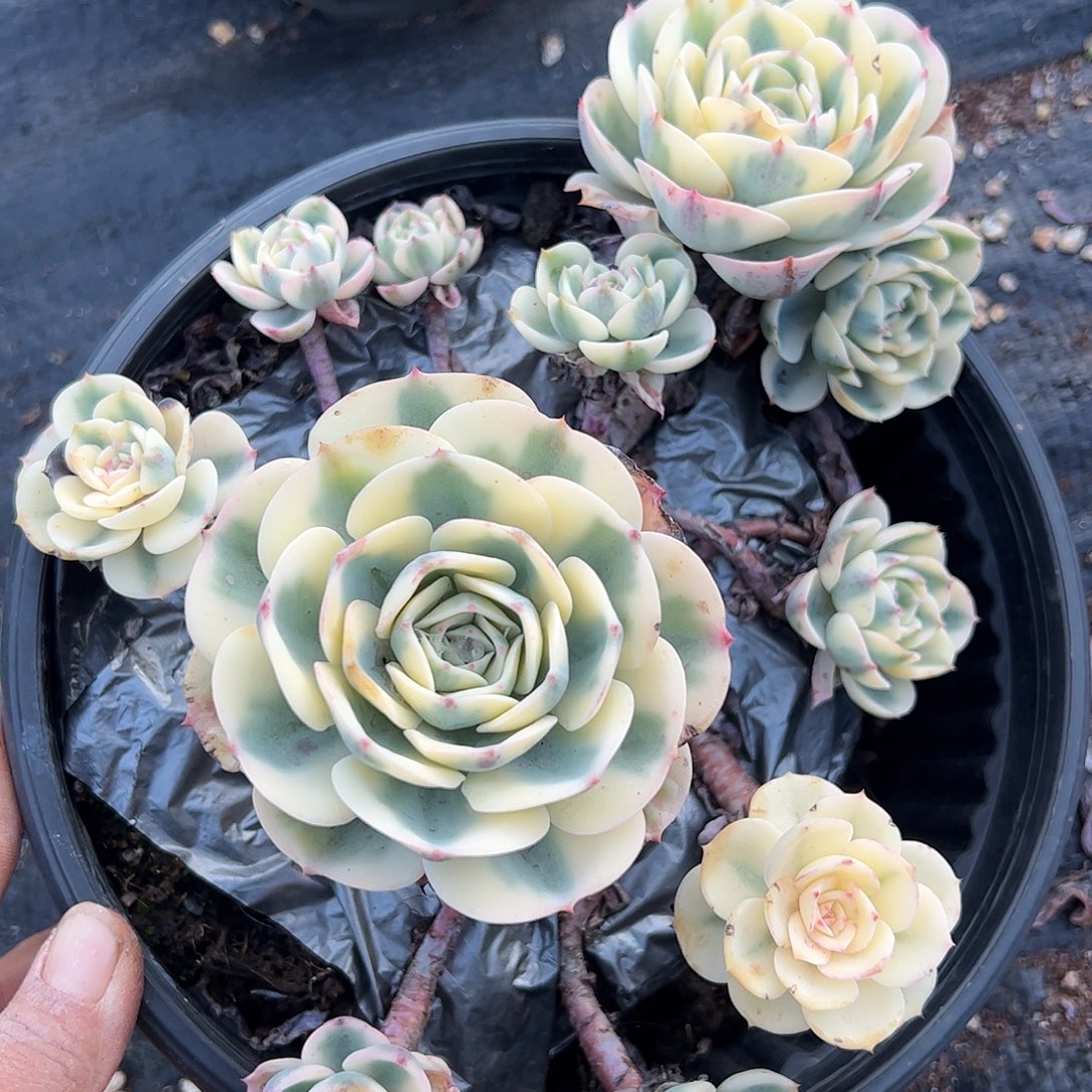 玉碟锦大群，一物一拍