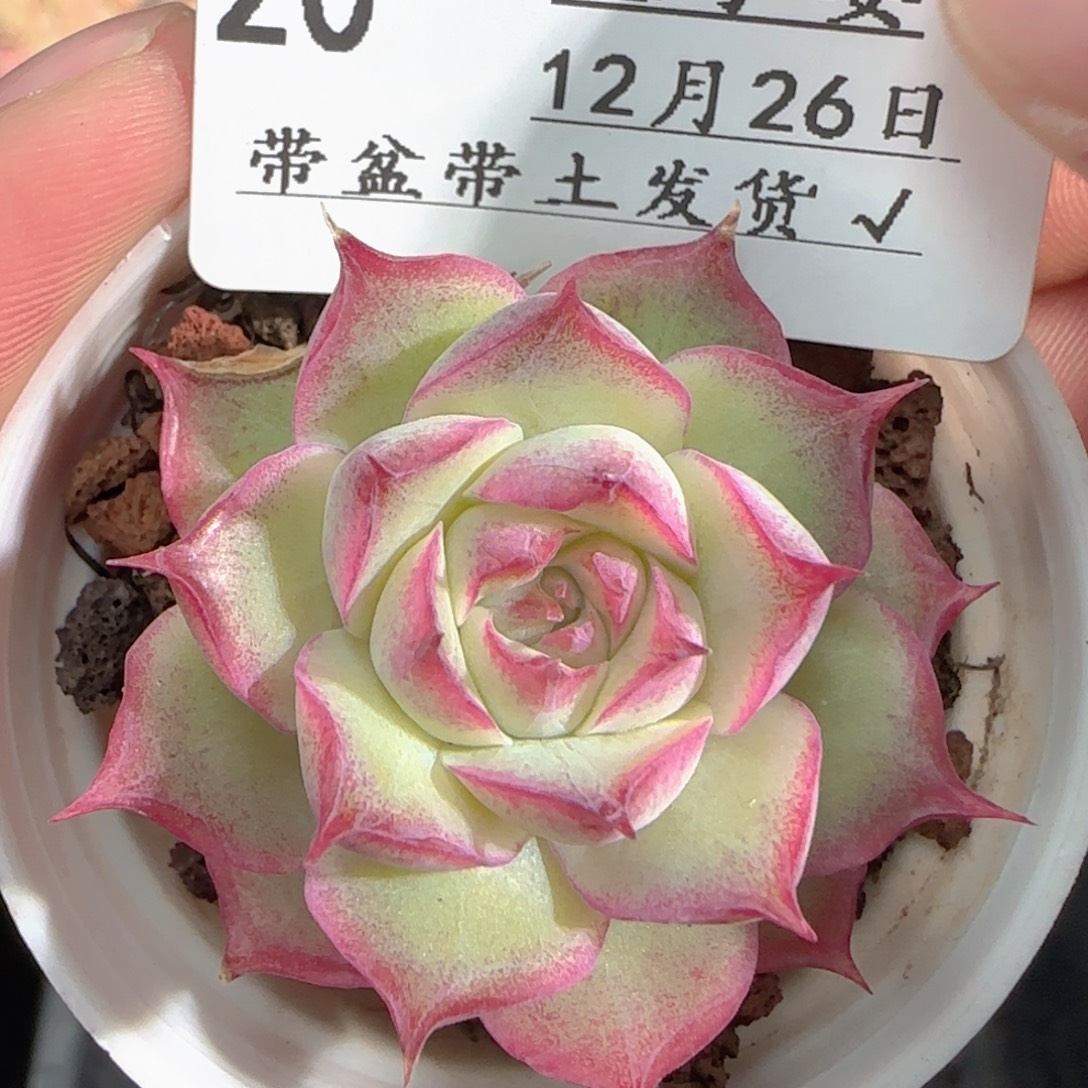 多肉1226-20女王玫瑰