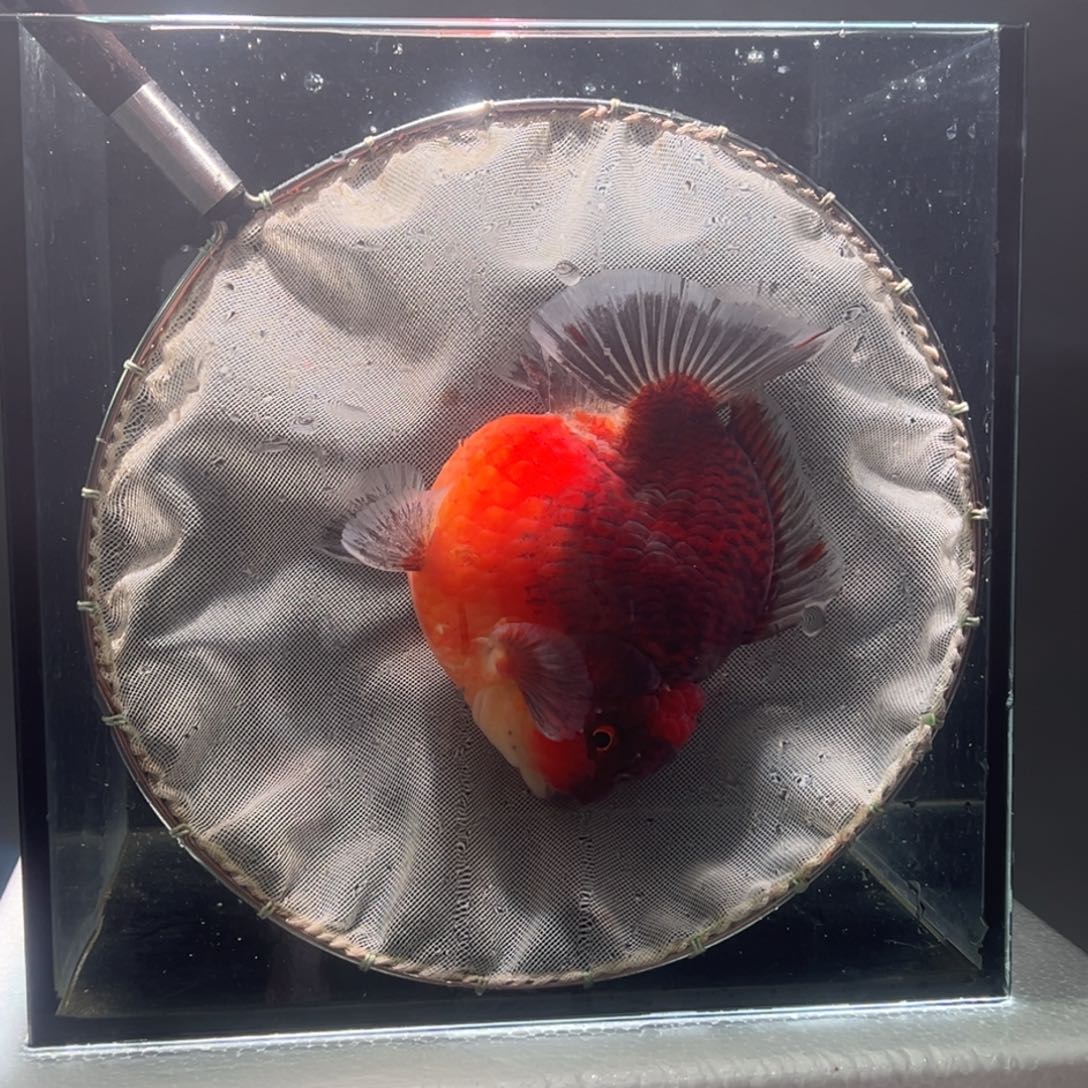 金鱼064。 99999999999