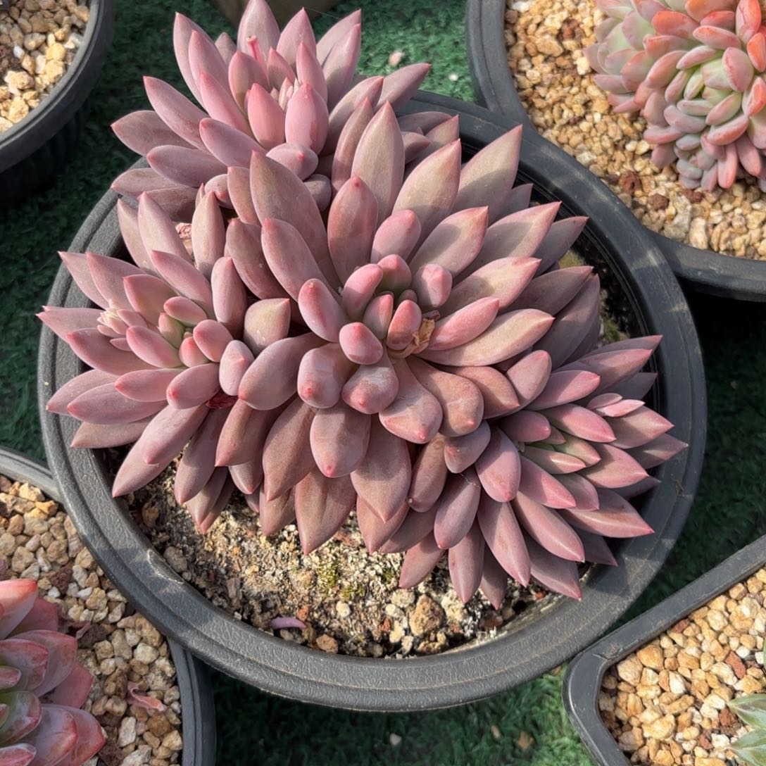 红蜻蜓888888888888多肉