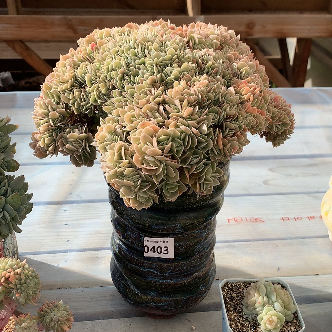 403星纳塔朵朵缀一颗26厘米