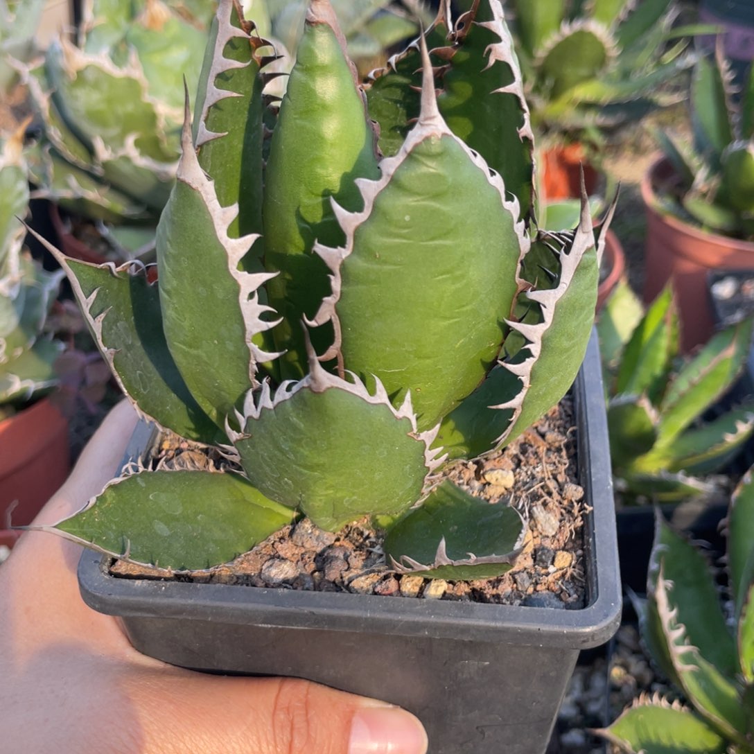 无花朵肌肉霍利达