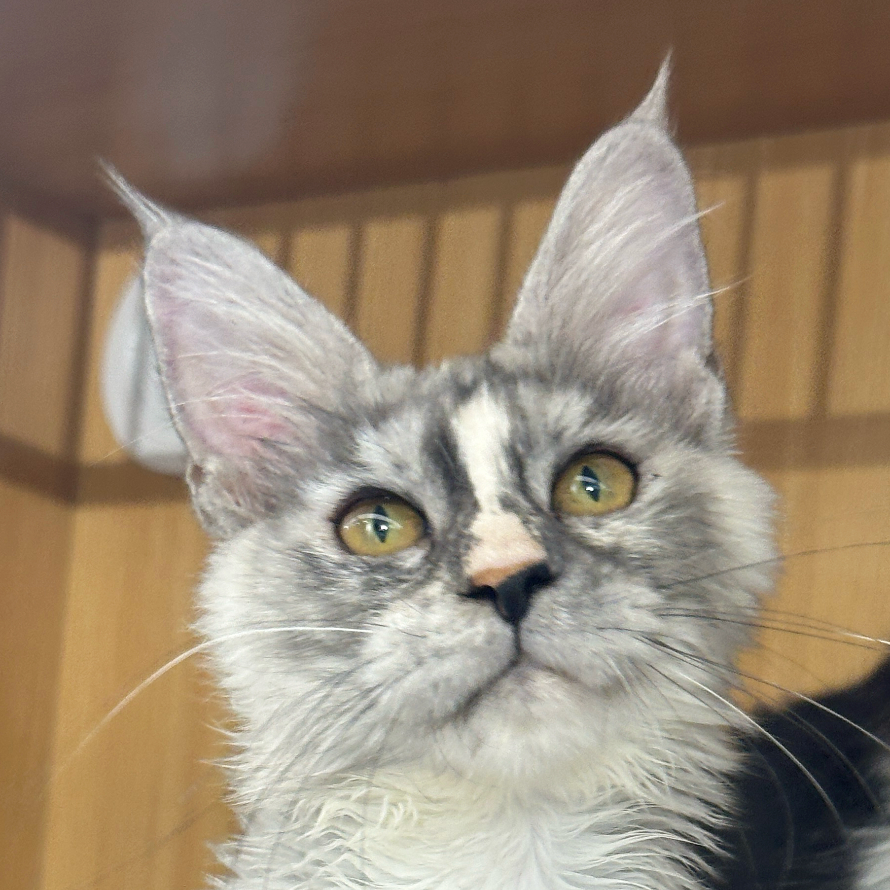 来了姊妹-银补丁缅因猫-妹妹-28
