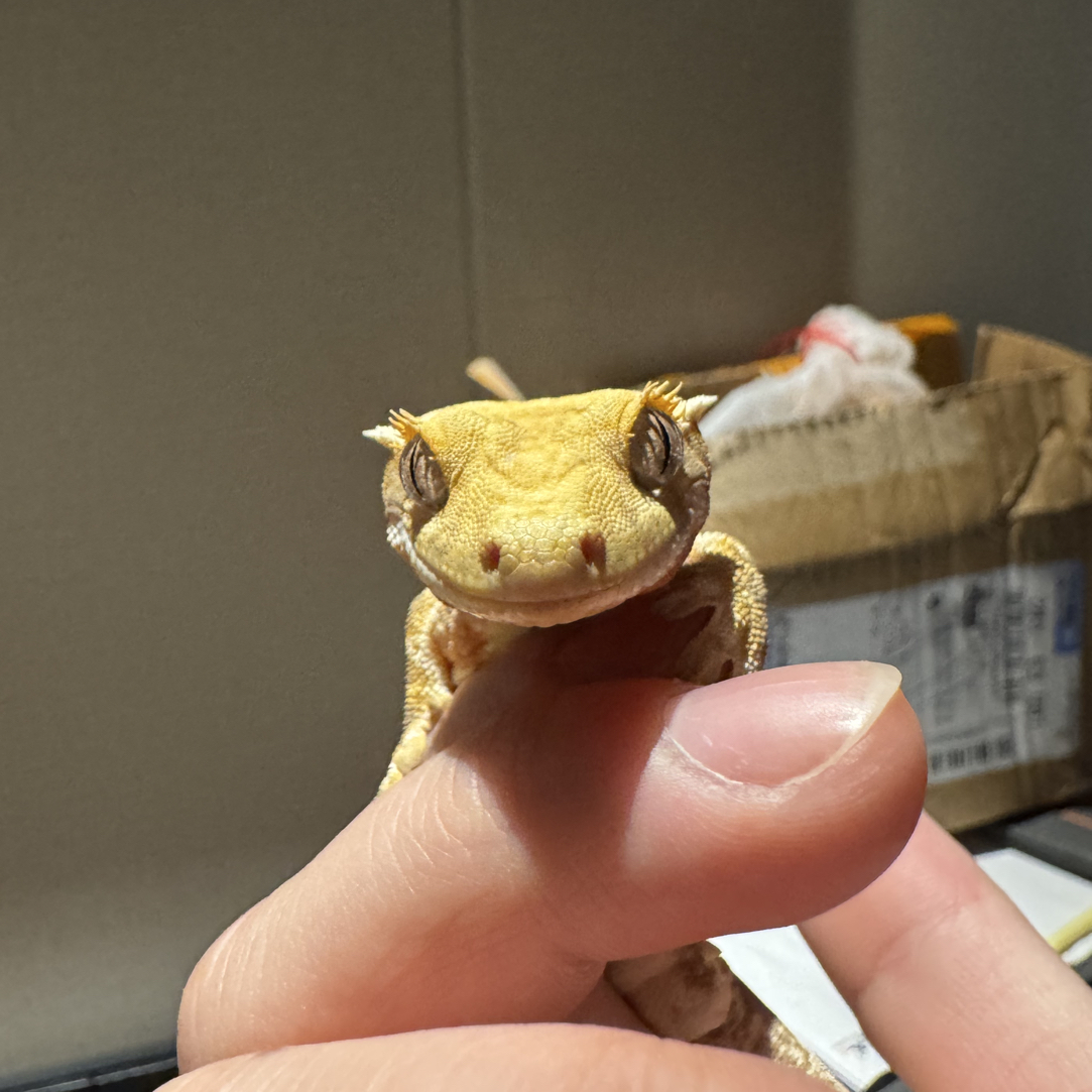 直播间挑选睫角专拍价～