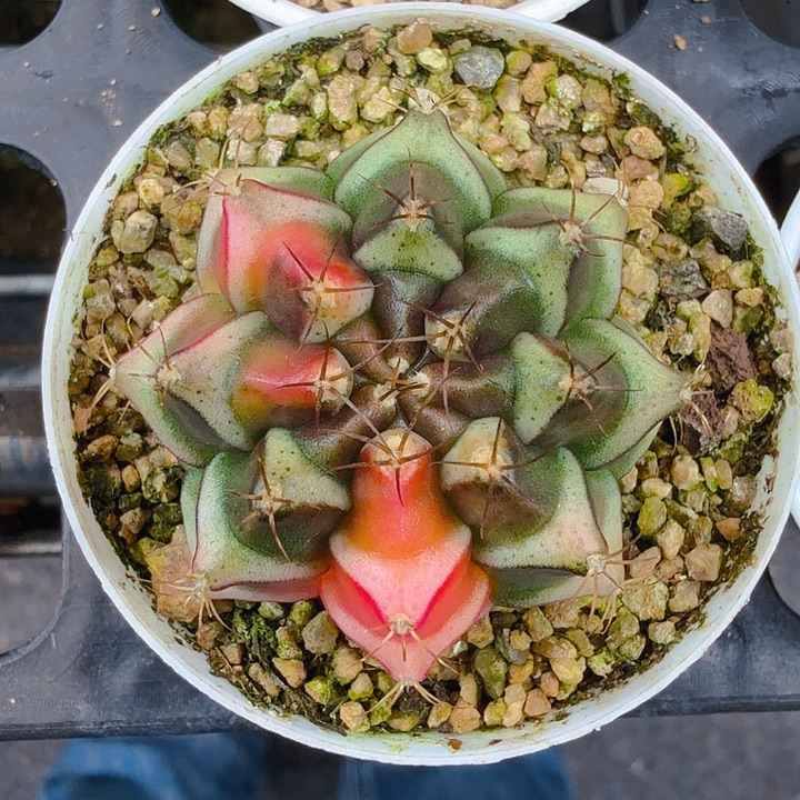 当前无花朵，栽培后可花朵