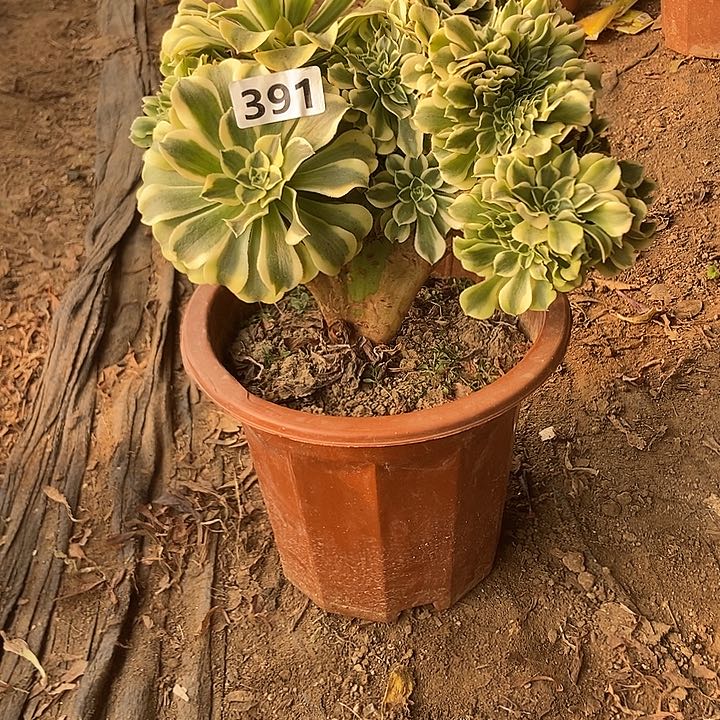 391绿豆沙缀化老板子法师