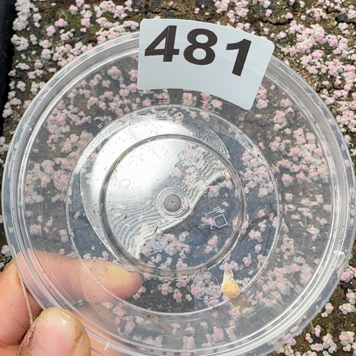 斯***文481 号王者系列珍妮一盒