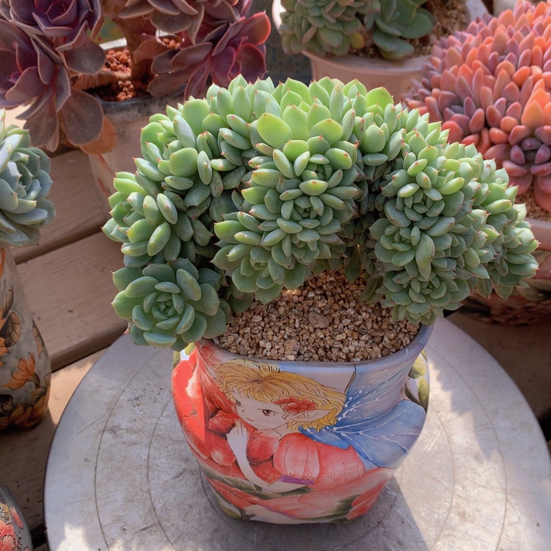 *****逸园精品多肉植物