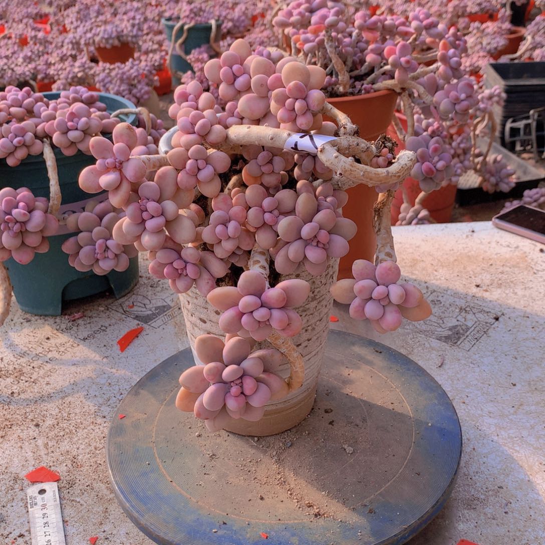 57一物一拍桃蛋老桩不带盆