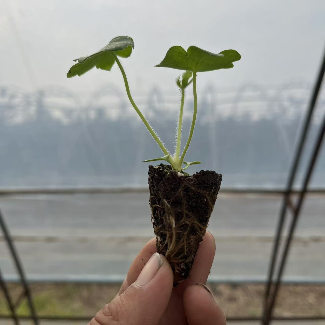 庭院绿植大花飞燕草苗花园植物