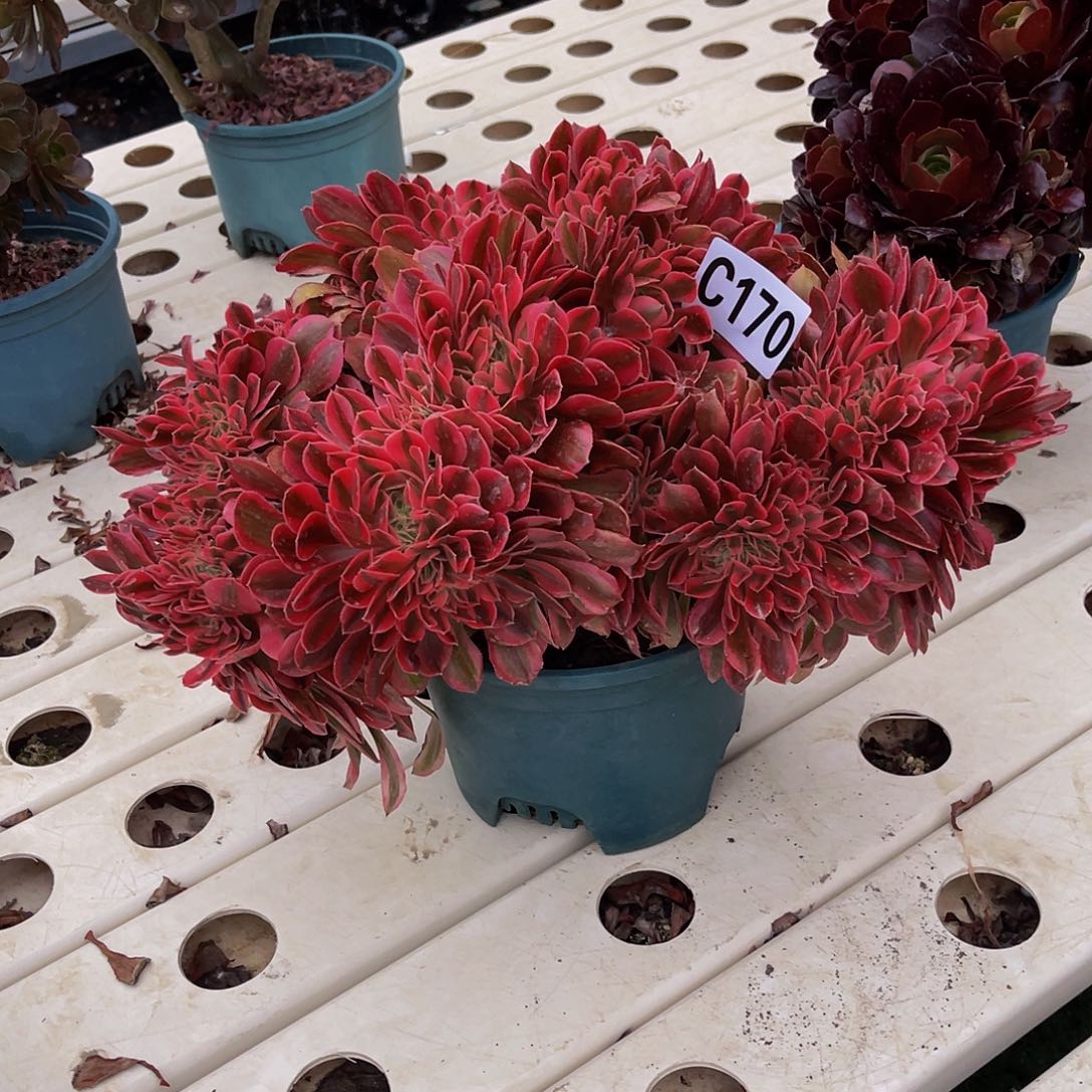 香妃法师7–17包邮