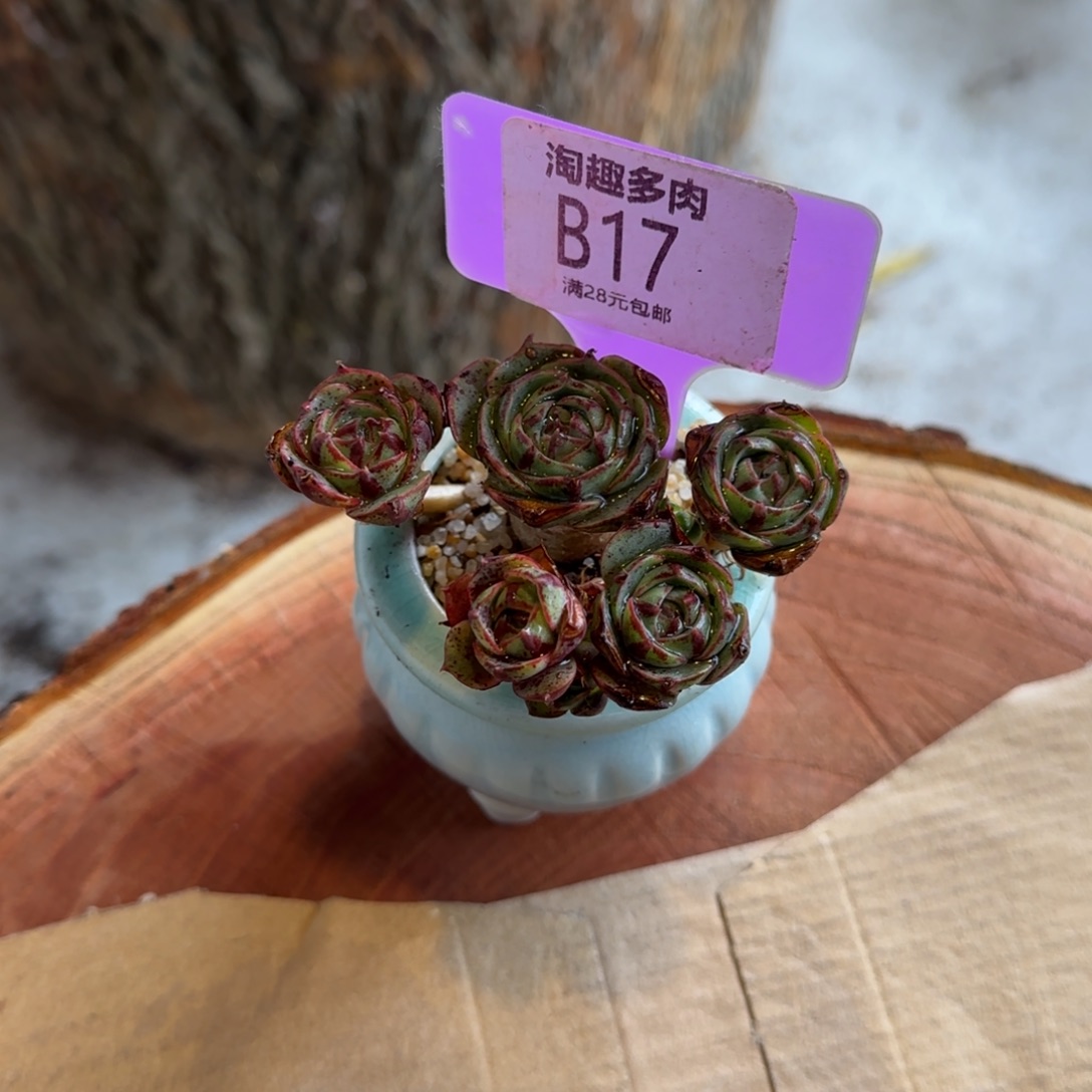 多肉植物原液罗西马飞