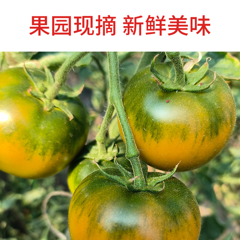超实惠5斤大连铁皮柿子口感好番茄草莓西红柿 新鲜碱地3斤5斤