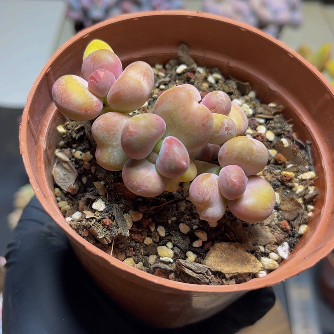 330KK7厘米多肉植物