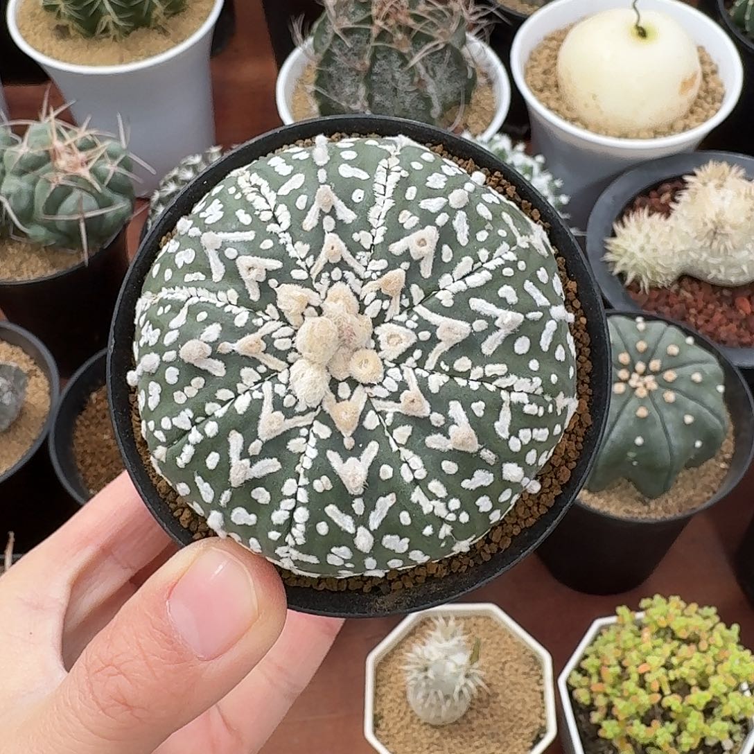 坑***王V兜仙人球12345623