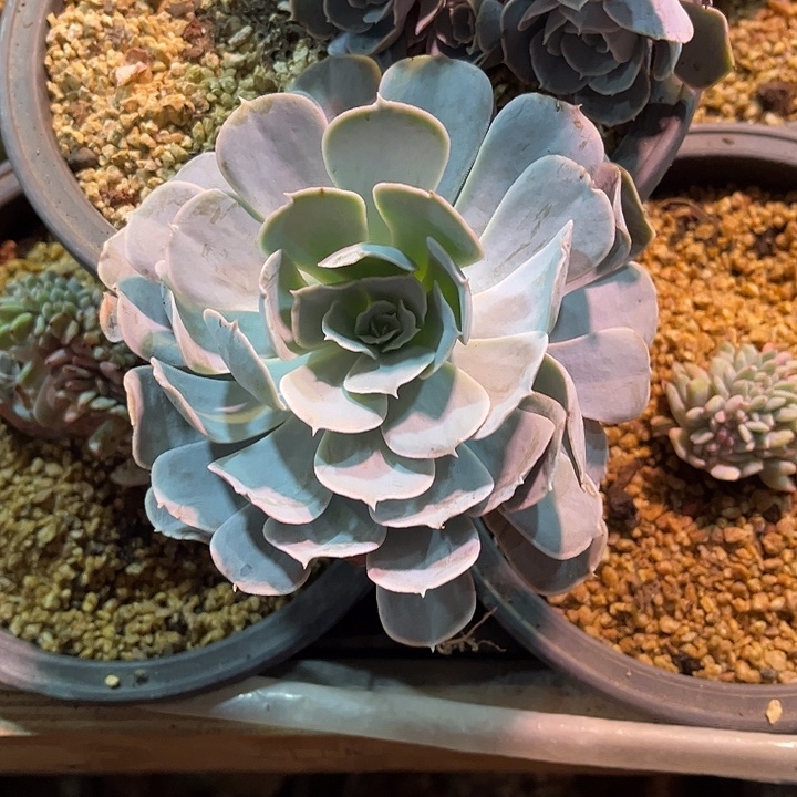 吉***祥完全开放圣卡洛斯单头