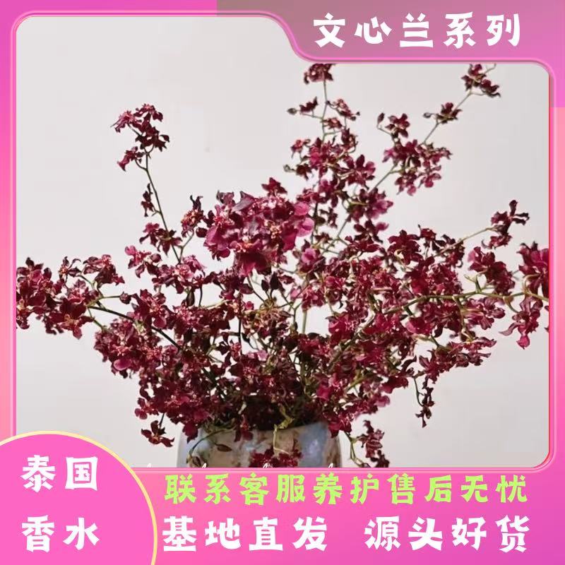 【泰国香水】文心兰浓香型精致盆栽易爆盆好养阳台庭院爆花多年生
