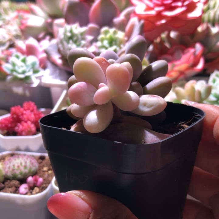 桃蛋覆轮锦有根有