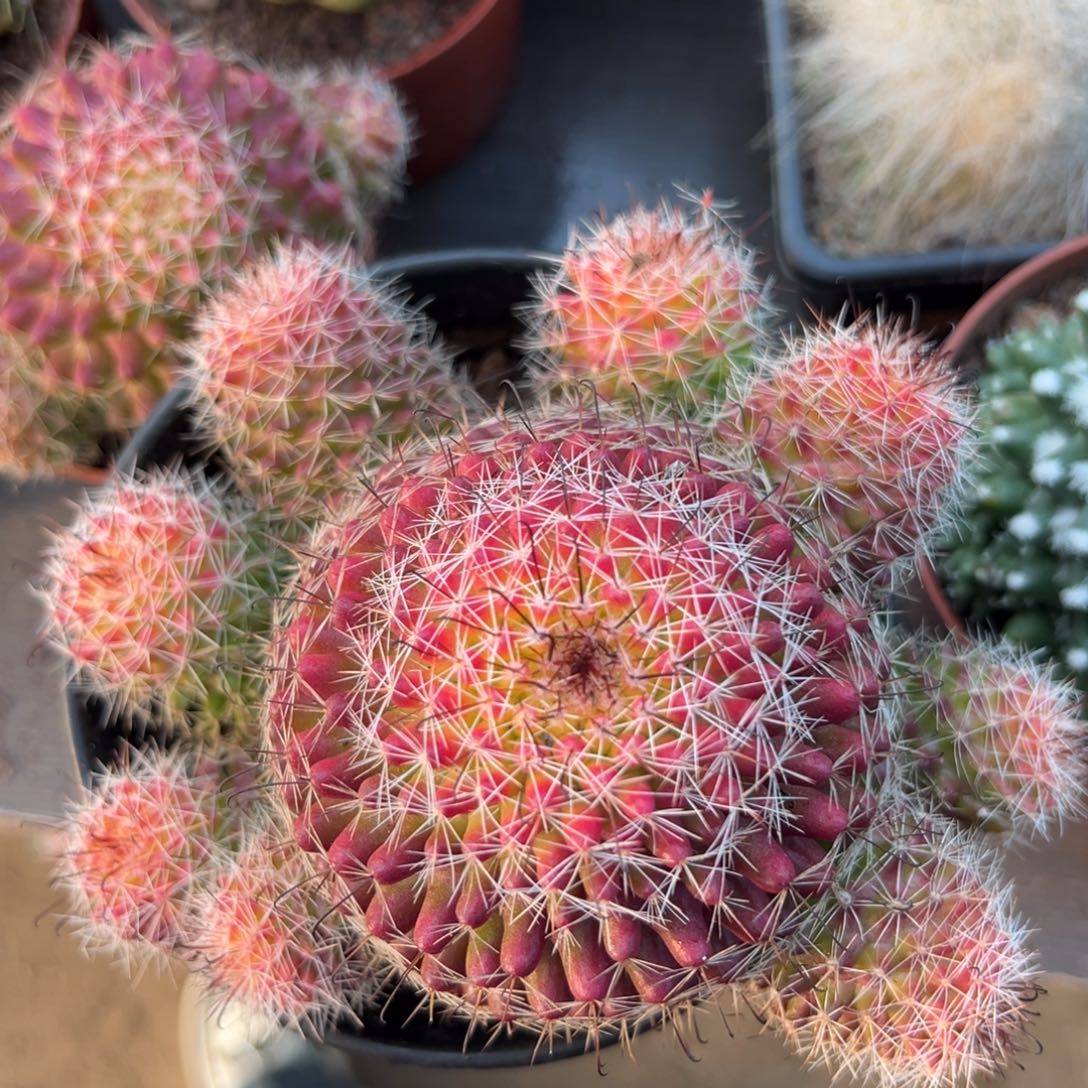 用***4零零落落 零零落落